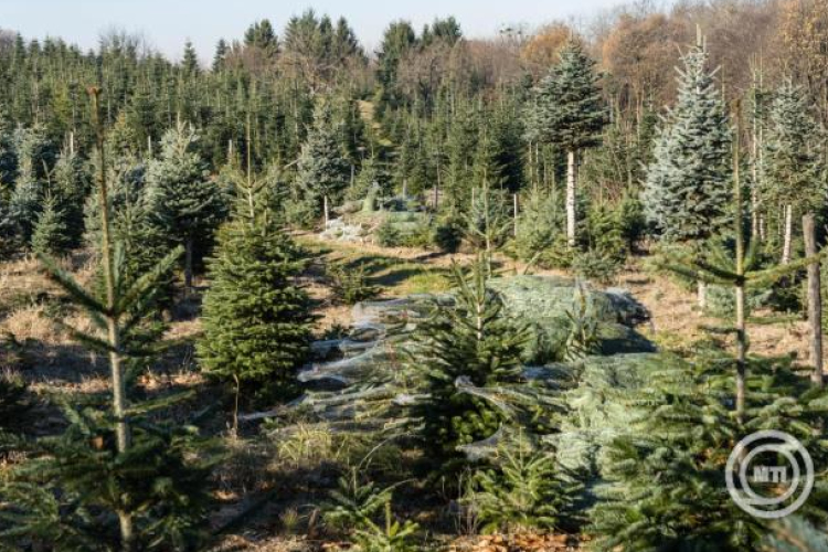 HUN-REN: ökológiai szempontból jobb a valódi fenyőfa, mint a műfenyő