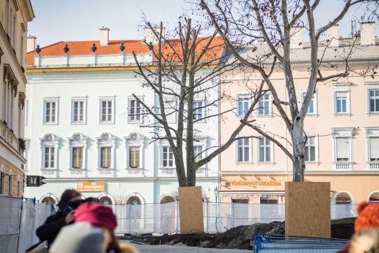 KIVÁGÁS HELYETT MEGMENTIK A 60 ÉVES PLATÁNT AZ ORSZÁGZÁSZLÓ TÉREN